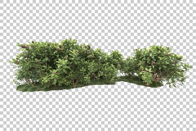 Tropisk skog isolert på transparent bakgrunn 3D-rendering illustrasjon