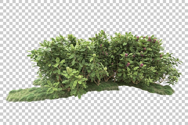 Tropisk skog isolert på transparent bakgrunn 3D-rendering illustrasjon