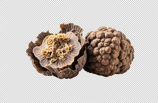 truffle season brings luxurious culinary experiences