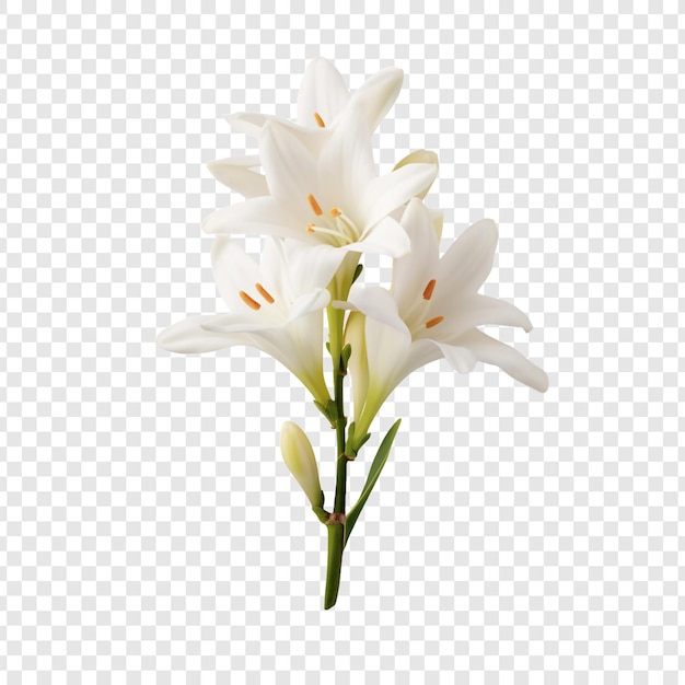 PSD tuberose flower isolated on transparent background