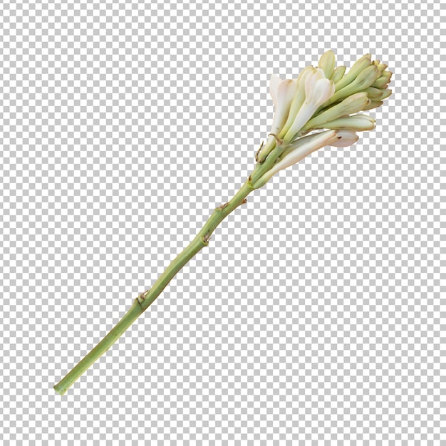 PSD tuberose flower stem isolated rendering