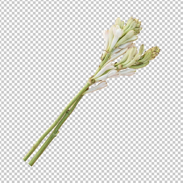 PSD tuberose flower stems isolated rendering