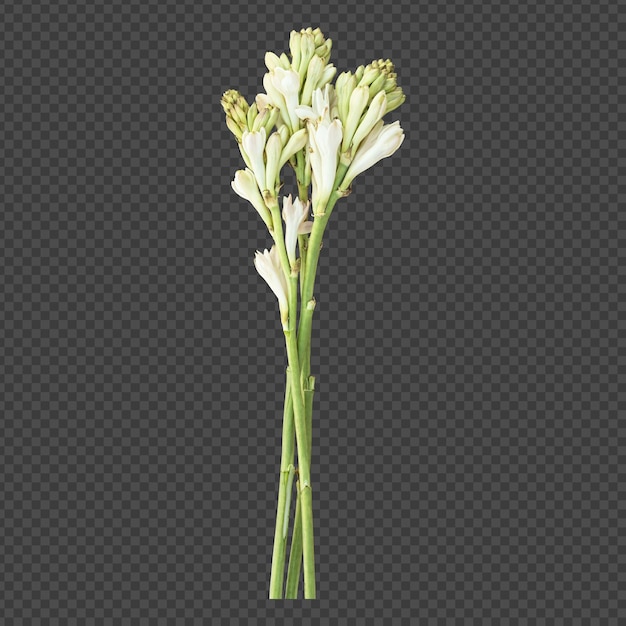 PSD チューベローズの花の茎の分離レンダリング
