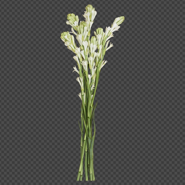 Rendering isolato di steli di fiori di tuberosa