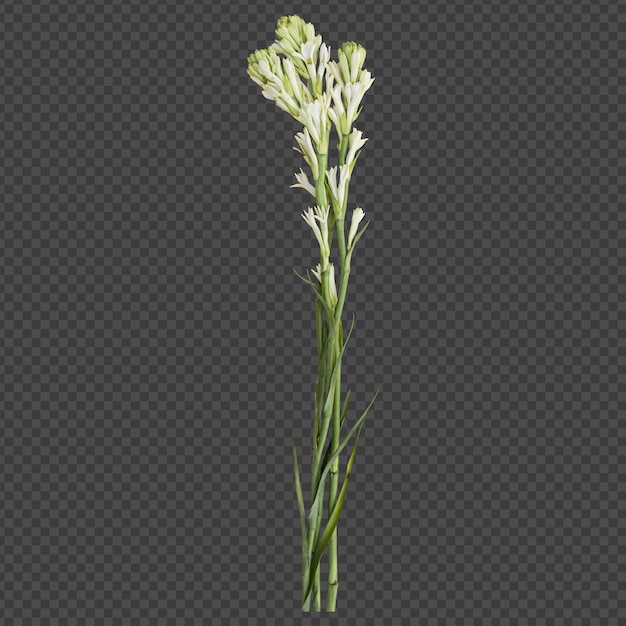 Rendering isolato di steli di fiori di tuberosa