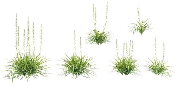 白い背景の熱帯の木に隔離された茎状の植物