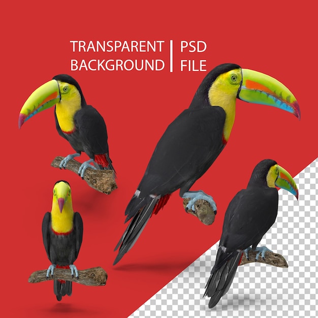 PSD tukan png