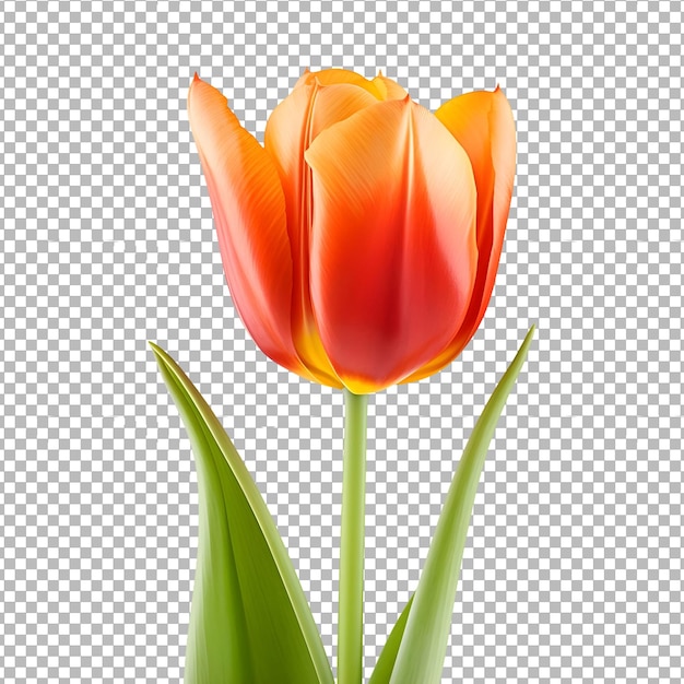 PSD tulip_bloem geïsoleerd op doorzichtige achtergrond