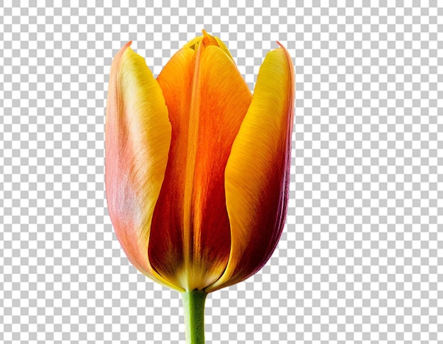 PSD tulip bud