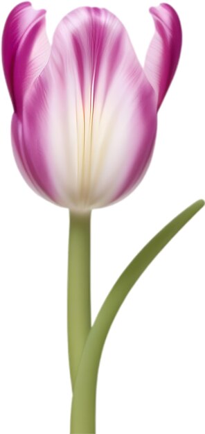 PSD tulip clipart een schattig tulip bloem icoon