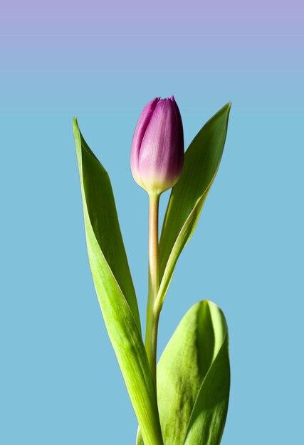 PSD tulip flower on blue background