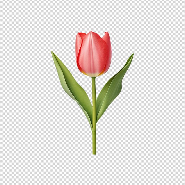 PSD tulip flower isolated on transparent background png