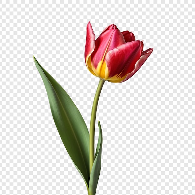 PSD Цветок тюльпана png изолирован на прозрачном фоне