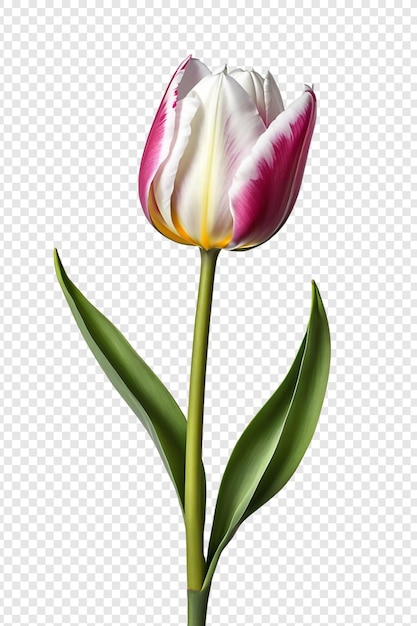 PSD tulip flower png isolated on transparent background