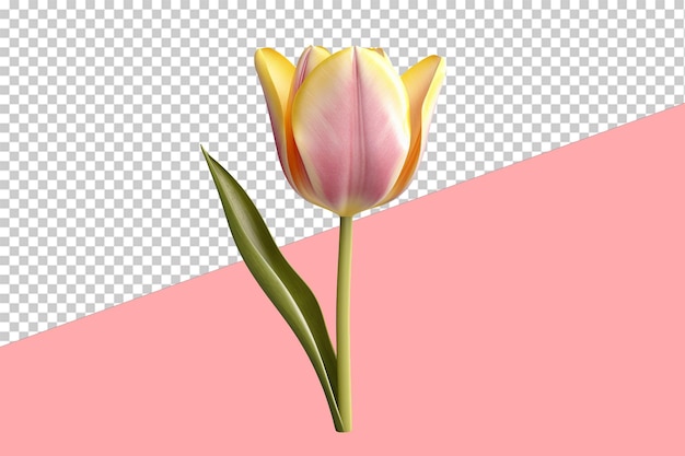 Прозрачный фон цветка тюльпана