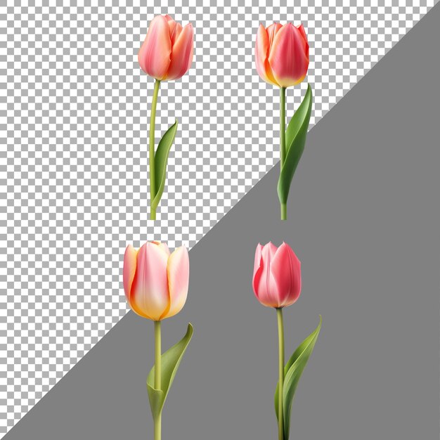 PSD tulip flowers on transparent background ai generated