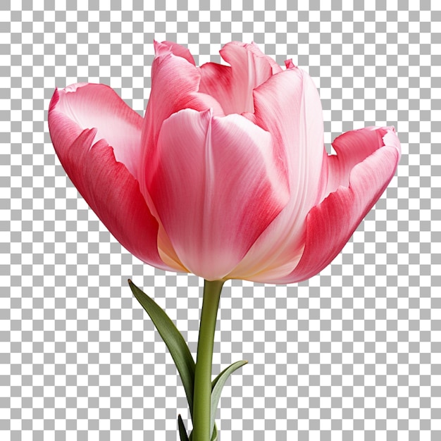 Tulip flowers on transparent background