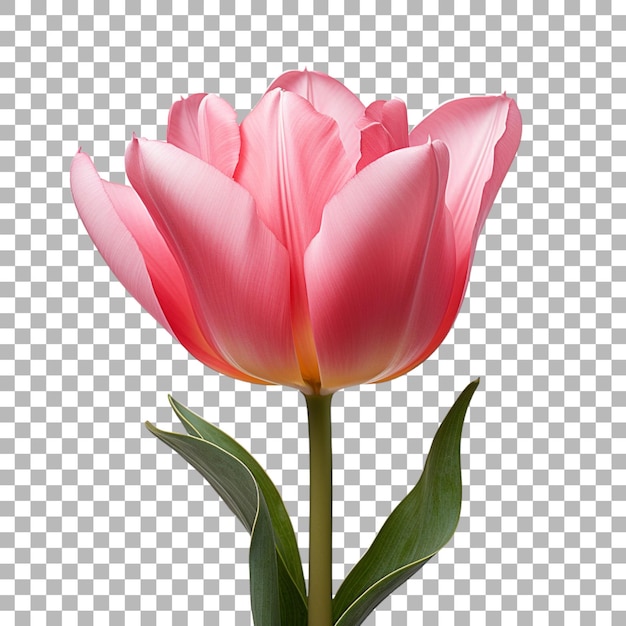 Tulip flowers on transparent background