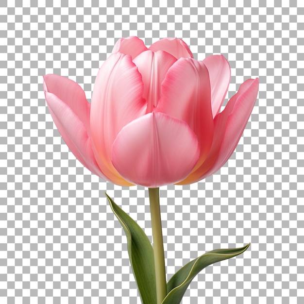 Fiori di tulipano su uno sfondo trasparente
