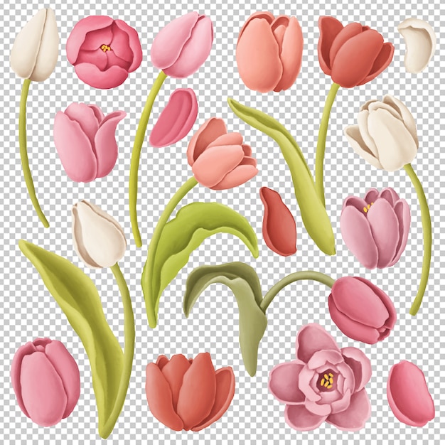 PSD tulip flowers