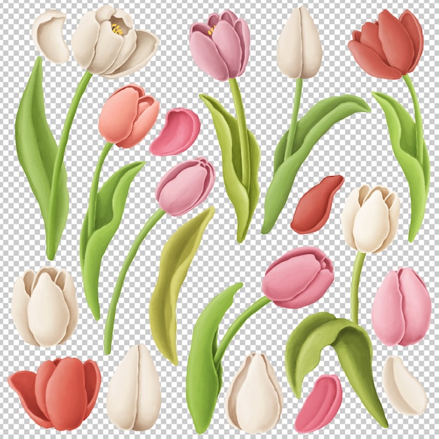 PSD tulip flowers