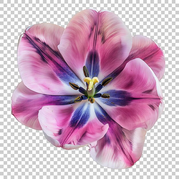 Tulip png met doorzichtige achtergrond