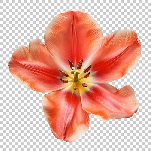 PSD tulip png with transparent background