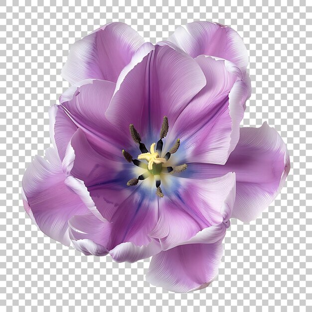 PSD tulip png with transparent background