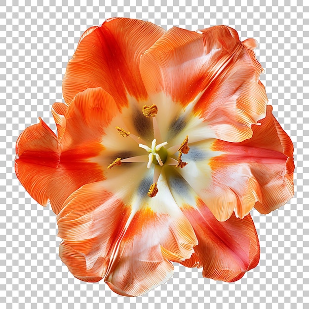 Tulip PNG z przezroczystym tłem