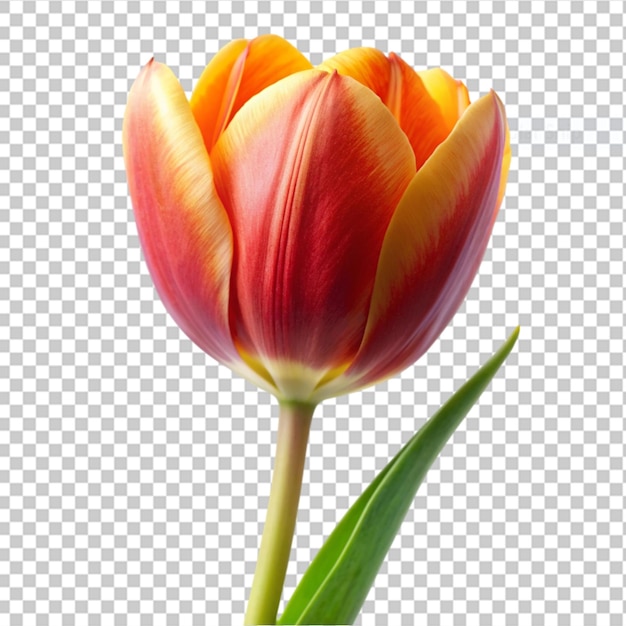 PSD tulip on transparent background