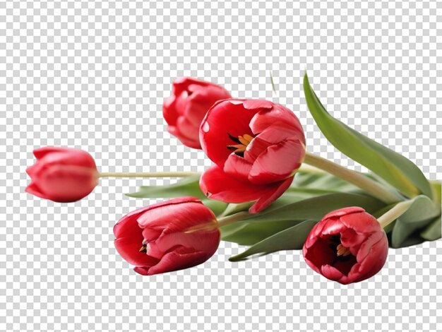 PSD tulip on transparent background