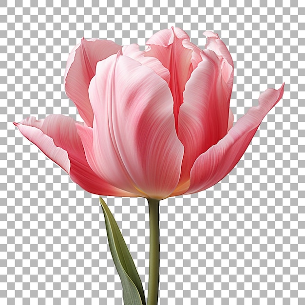 Tulip on transparent background