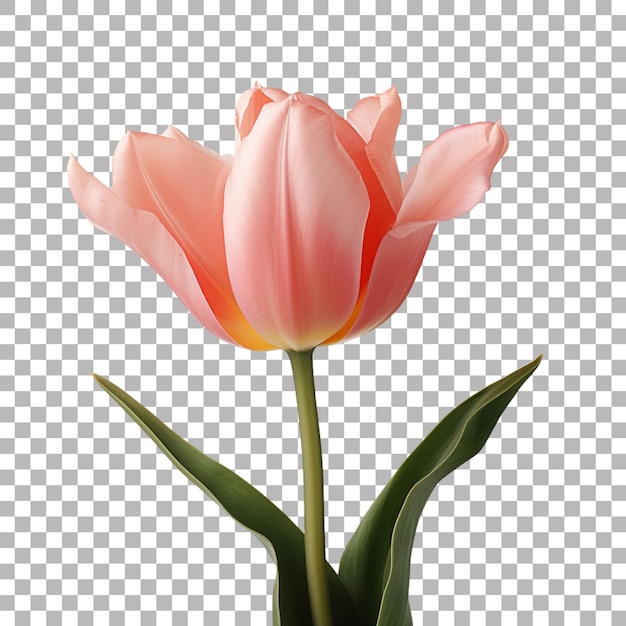 PSD tulip on transparent background