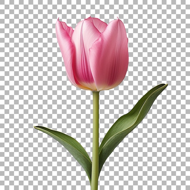 Tulip on transparent background