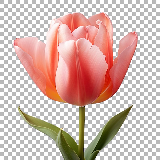 PSD tulip on transparent background