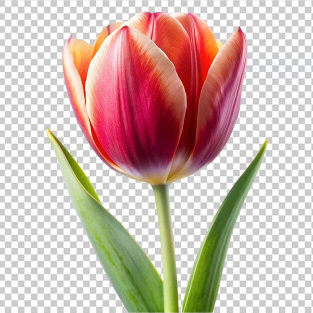 PSD tulipa na przezroczystym tle