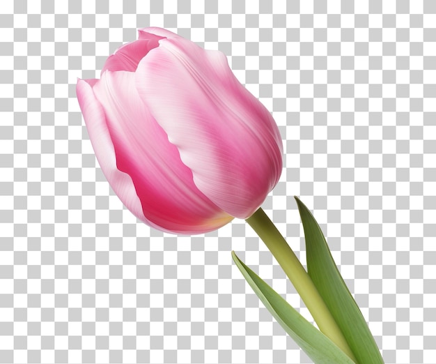 Tulips flower isolated on transparent background png psd