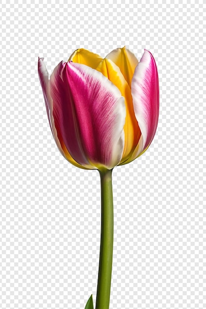 Tulpenbloem png geïsoleerd op een doorzichtige achtergrond