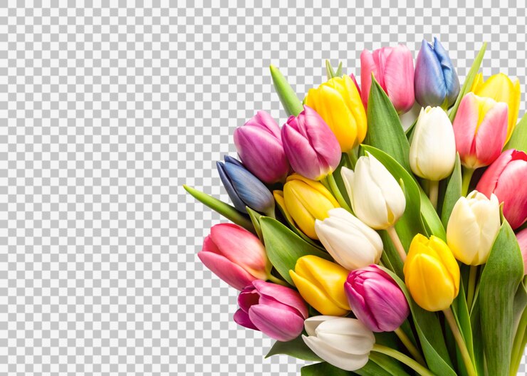 PSD tulpenbloemen geïsoleerd op een doorzichtige achtergrond