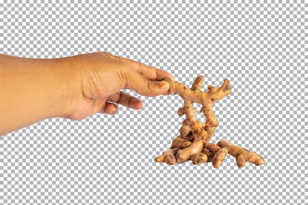 Turmeric and hands isolated on a transparent background