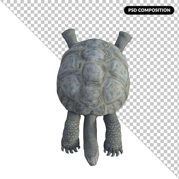 PSD turtle animal isolated 3d rendering