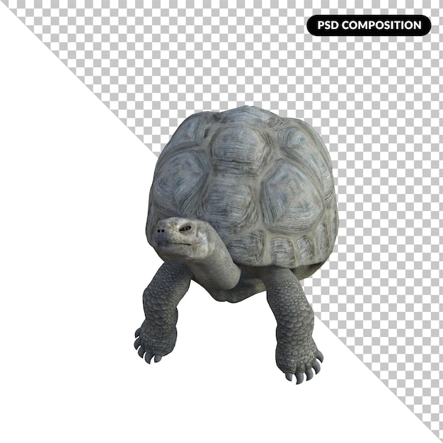 PSD turtle animal isolated 3d rendering