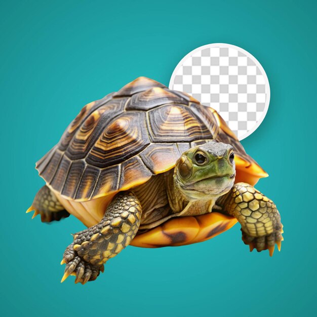 PSD turtle clipart on transparent background