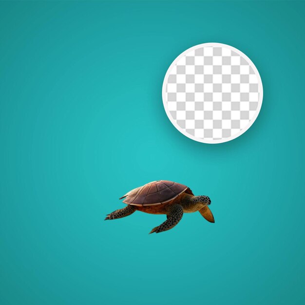 PSD turtle