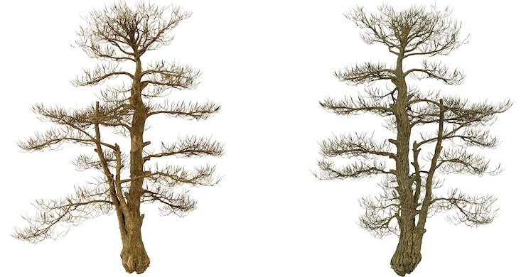 PSD twee geïsoleerde 3d gerenderde dennenbomen met bruine texturen op een zwarte achtergrond