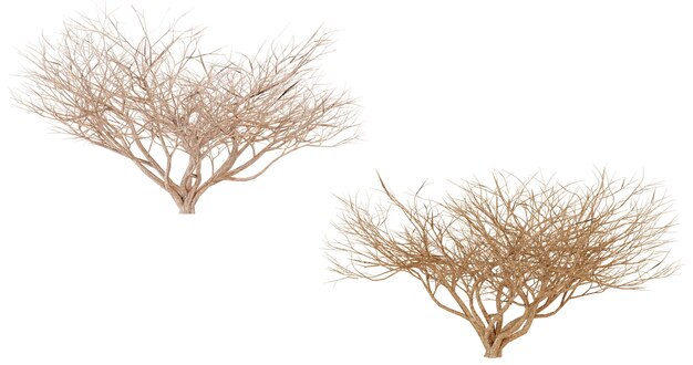 Twee takken van White Sea Fan Coral geïsoleerd op een zwarte achtergrond