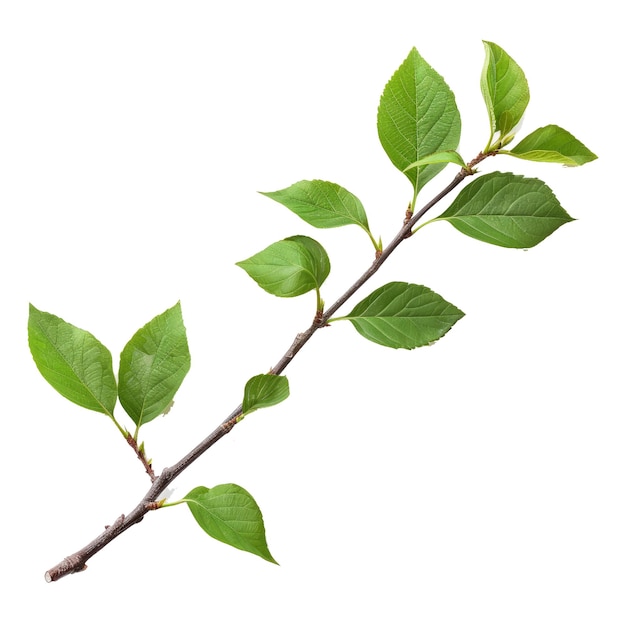 PSD twig with green leaves