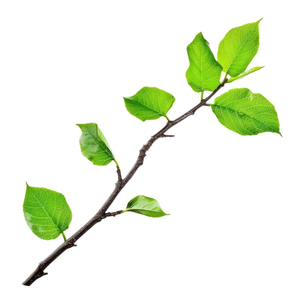 PSD twig with green leaves