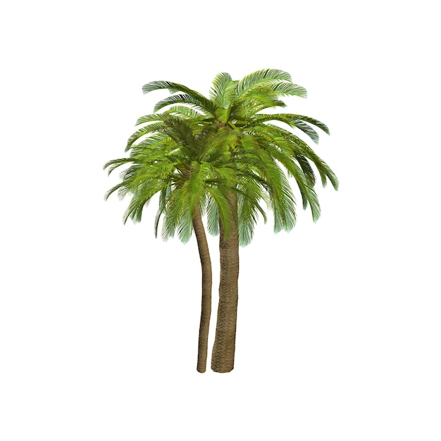 Twin Palm Trees in a Tropical Setting
