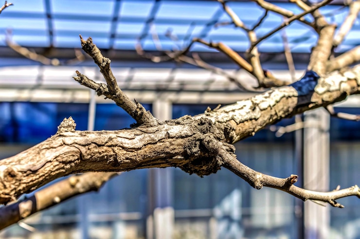 PSD twisted wild liana jungle vines plant growing on tree branch isolated on transparent background